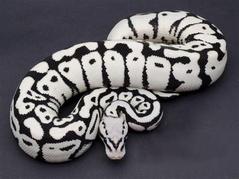 Stormtrooper panda pied ball python - INTERNATIONAL SHIPPING: I don't export myself, but I have an exporter who can send orders to most countries. I've send many Ball Pythons overseas over the past few years. Please contact me for details on how to set up an international order. LIVE DELIVERY GUARANTEE: I guarantee live, healthy delivery as long as I ship when I feel it is safe.